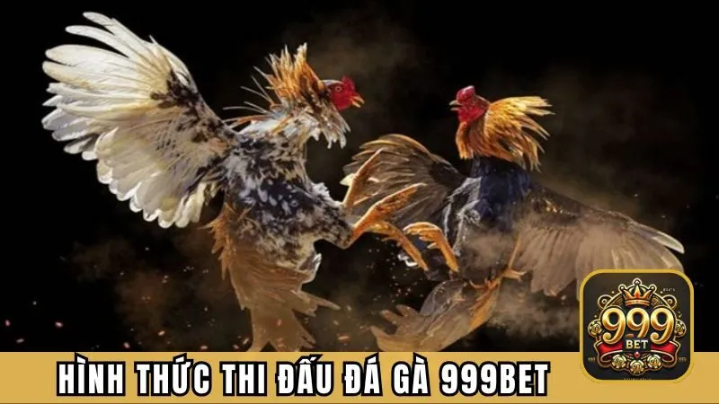 Những hình thức thi đấu đá gà 999BET hiện có